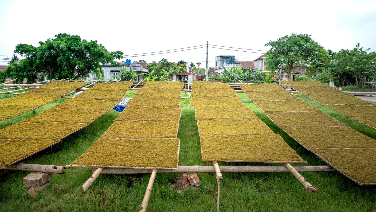 Drying racks laid out in rows across a field