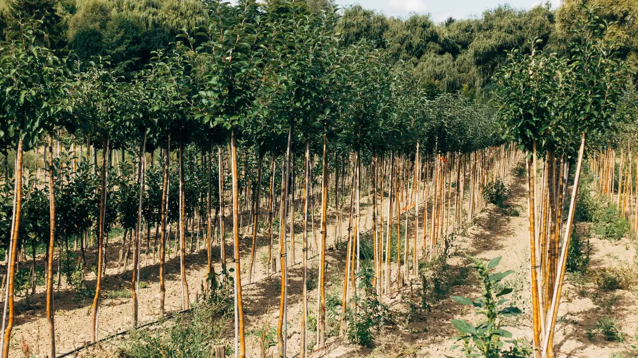 Young trees planted in ordered rows